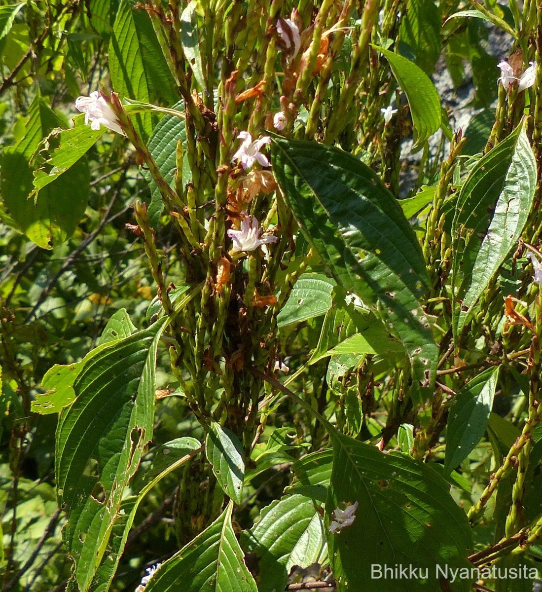 Strobilanthes stenodon C.B.Clarke